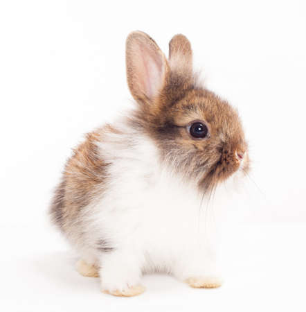 Rabbit isolated on a white backgroundの写真素材