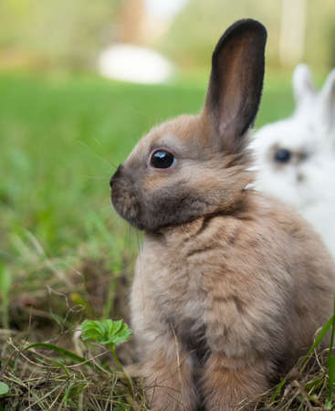 Rabbits in the grassの写真素材