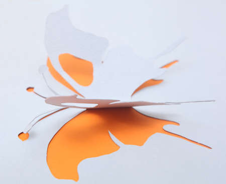 Butterfly paperの写真素材