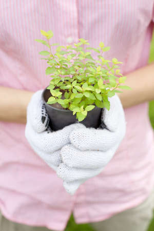 close up of hands holding plant potの写真素材
