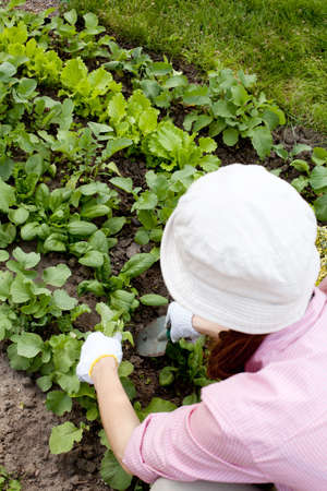 Young woman  working in the garden bedの写真素材