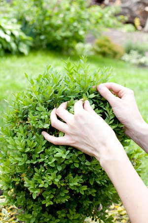 Bush with hands on itの写真素材