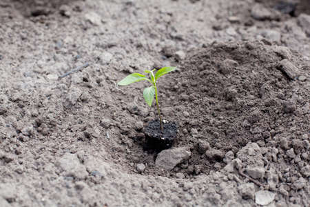 Gardening concept -  seedlings in the gardenの写真素材