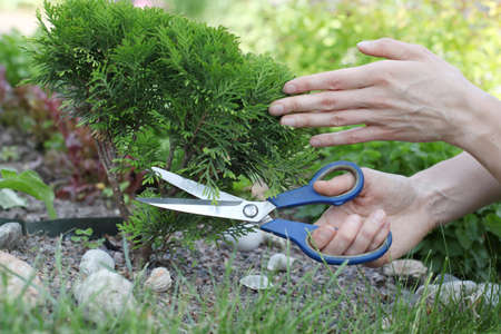 cutting the bush in the garden