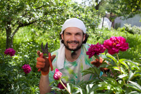 Man cutting the peony bush with secateurs in the gardenの写真素材