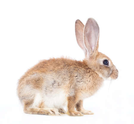 Red rabbit ( bunny )  isolated on a white background の写真素材