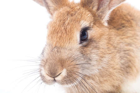 Red rabbit ( bunny )  isolated on a white background の写真素材