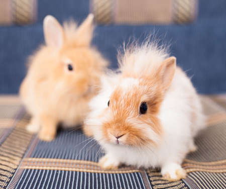 Rabbits on Textileの写真素材