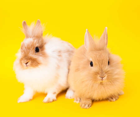 Rabbits isolated on a yellow backgroundの写真素材