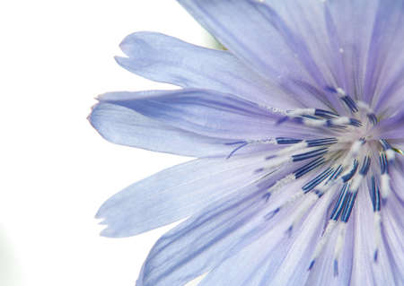 beatiful flower on the white backgroundの写真素材