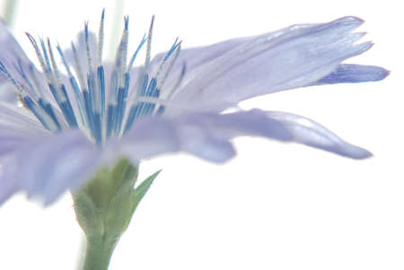 beatiful flower on the white backgroundの写真素材