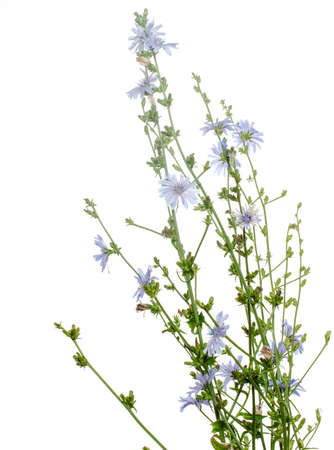 beatiful flower on the white backgroundの写真素材