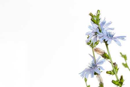 beatiful flower on the white backgroundの写真素材