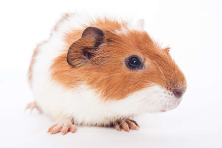 Guinea pig on the white background の写真素材