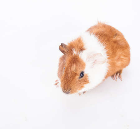 Guinea pig on the white background の写真素材