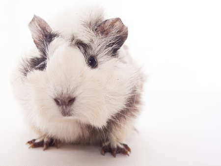 Guinea pig on the white background の写真素材
