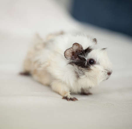 Guinea pig on the white background の写真素材