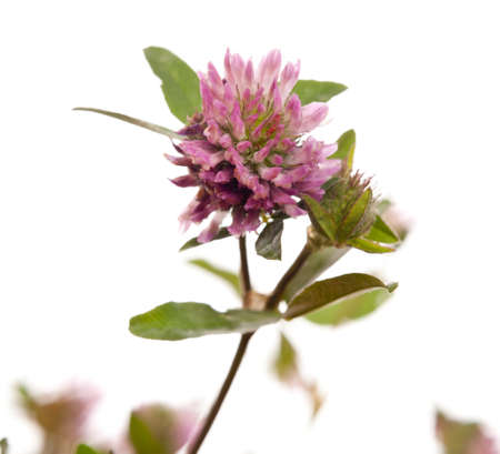 beatiful flower on the white backgroundの写真素材