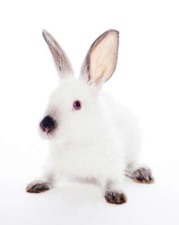 Rabbit isolated on a white backgroundの写真素材