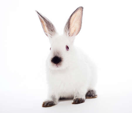 Rabbit isolated on a white backgroundの写真素材