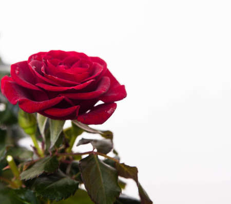 A red rose on the background.の写真素材
