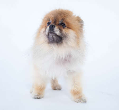 Pomeranian dog isolated on a white backgroundの写真素材