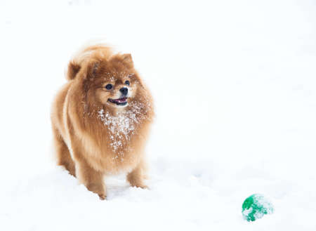 Pomeranian dog outdoorの写真素材