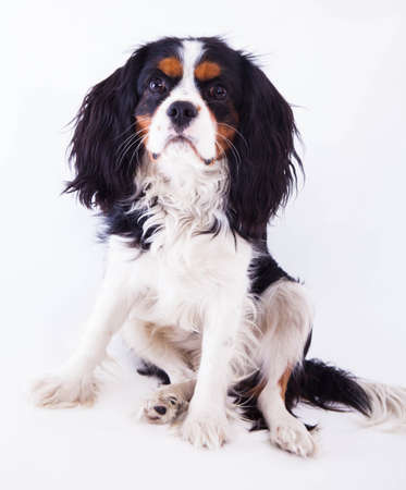 Dog spaniel on the white background.の写真素材