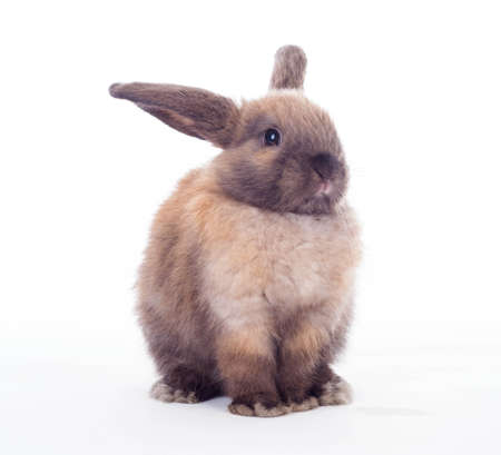 Bunny cute rabbit with stuck out ears isolated on the white.の写真素材