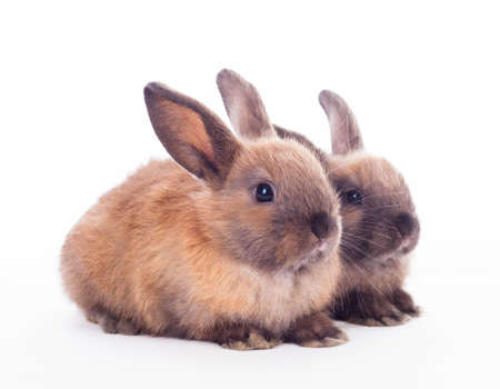 Two bunny rabbits cuddling together isolated on the white.の写真素材