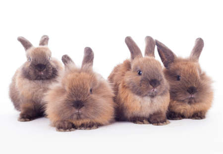 Four bunny rabbits cuddling together isolated on the white.の写真素材