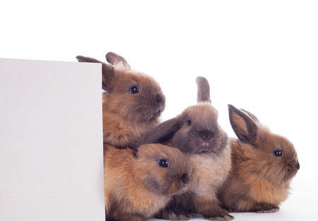 Four bunny rabbits with banner cuddling together  isolated on the white.の写真素材