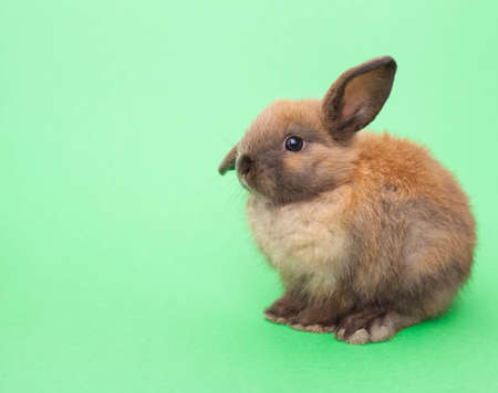 A closeup of cute bunny rabbit isolated on the green background.の写真素材