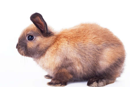 Rabbit isolated on a white backgroundの写真素材