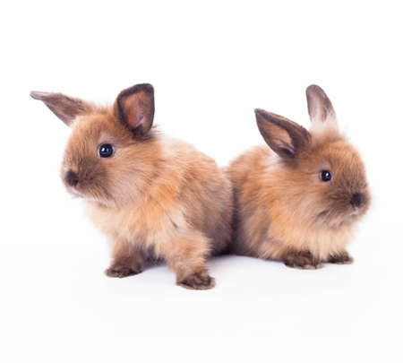 Two cute bunny rabbits isolated on the white background.の写真素材