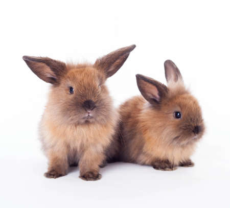 Two cute bunny rabbits isolated on the white background.の写真素材