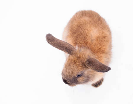 A closeup of cute bunny rabbit isolated on the white background.の写真素材