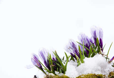 Crocus flowers on the white backgroundの写真素材