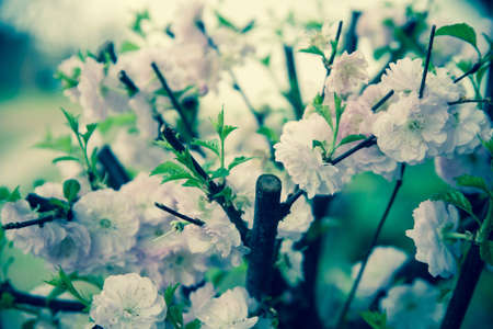 Beautiful almond pink flowers outdoor 