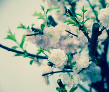 Beautiful almond pink flowers outdoor 