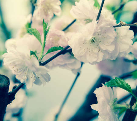Beautiful almond pink flowers outdoor 
