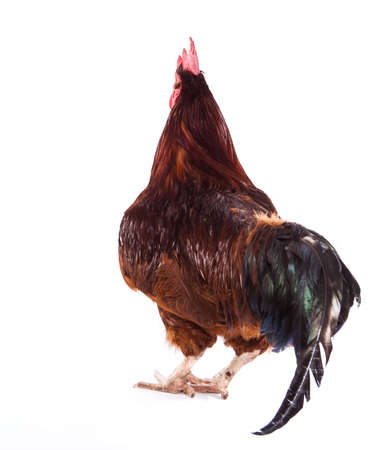 Colorful Rooster Isolated On Whiteの写真素材