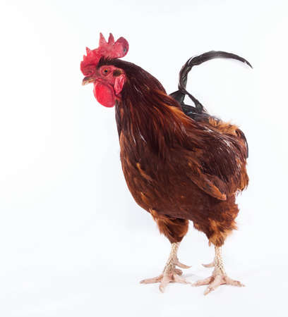 Colorful Rooster Isolated On Whiteの写真素材