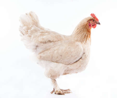 White chicken on the white backgroundの写真素材