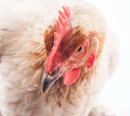 White chicken on the white backgroundの写真素材