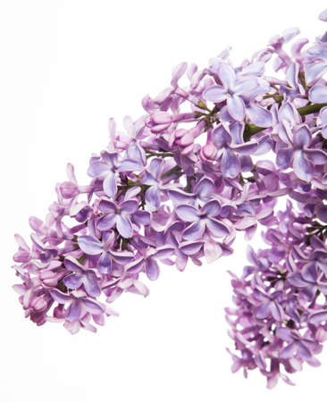 Green branch with spring lilac flowersの写真素材