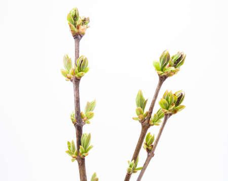Branch of young leaves isolated on whiteの写真素材