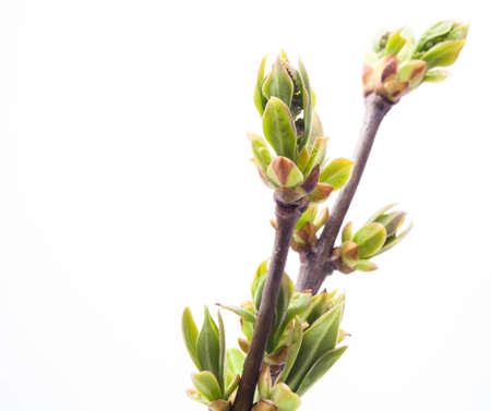 Branch of young leaves isolated on whiteの写真素材