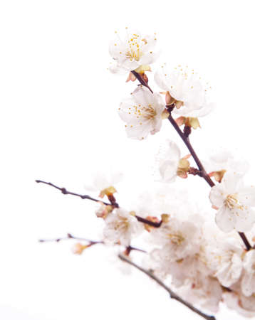 Cherry blossoms on the white backgroundの写真素材