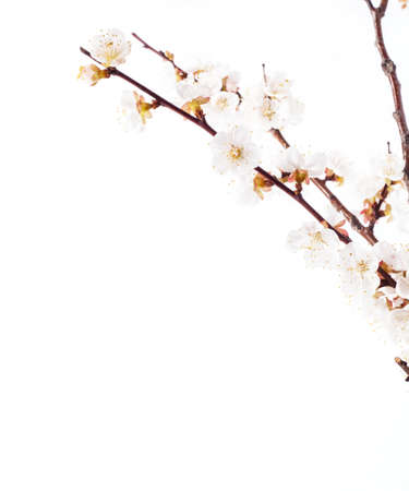 Cherry blossoms on the white backgroundの写真素材